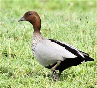 Australian-Wood-Duck-23-10-2018-Foster-IMG_8625