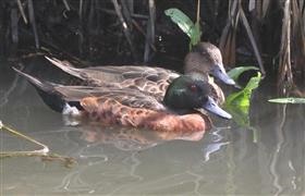 Chestnut-Teal-(M & F)-26-01-2016