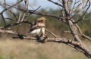 Little-Eagle-Rabbit-18-07-2018