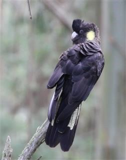 Yelloe-tailed-Black-Cockatoo(F)-23-10-2018-Foster-(1)