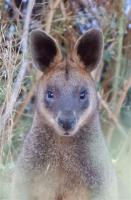 Swamp-Wallaby-24-01-2019-Veronica