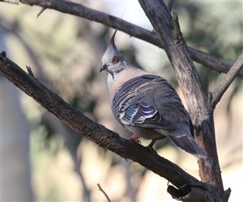 Crested-Pigeon-11-02-2019