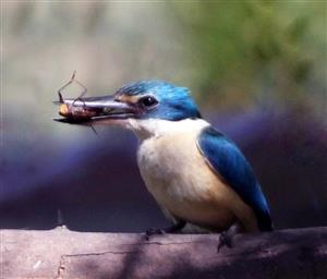 Sacred-Kingfisher-(Beatle)-13-01-2019-(2)