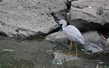 White-faced-Heron-19-03-2019