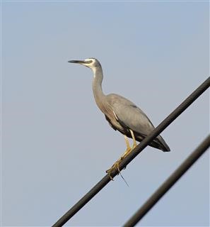 White-faced-Heron-27-02-2019-(2)