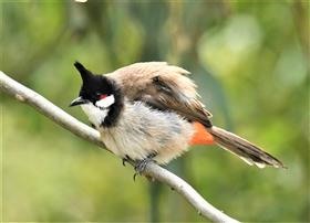 Red-whiskered-Bulbul