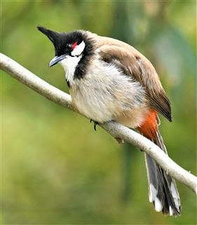 Red-whiskered-Bulbul  16-11-2019