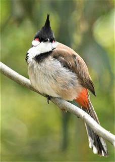 Red-whiskered-Bulbul  16-11-2019