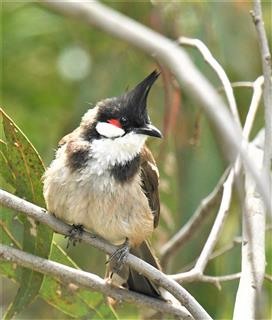 Red-whiskered-Bulbul  16-11-2019