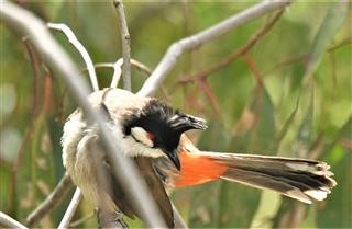 Red-whiskered-Bulbul  16-11-2019