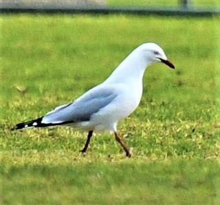 Silver-Gull-30-07-2019-LT1_0614 (2)