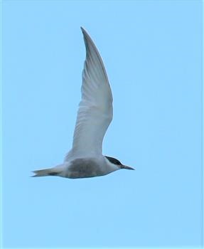 whiskered-Tern-16-11-2019-LT1_2924 (3)