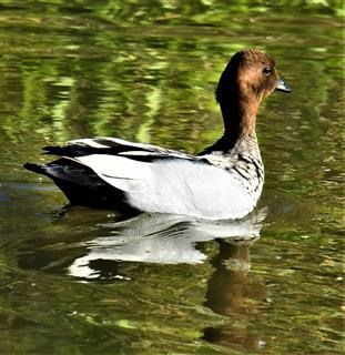 Maned-Duck-19-08-2019-LT1-0905-LT1_0905