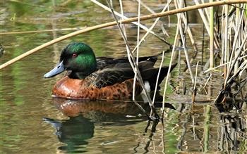 Chestnut-Teal-14-10-2019-LT1_2382