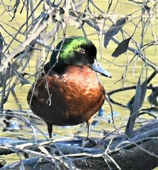 Chestnut-Teal-24-08-2019-LT1_1042