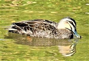 Pacific-Black-Duck-11-08-2019-LT1_0787