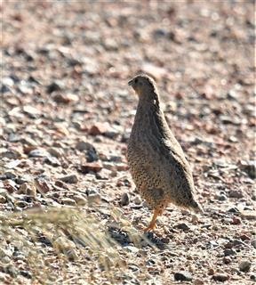 Brown-Quail-28-11-2019-LT1_3056