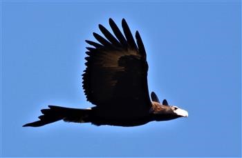 Wedge-tailed-Eagle-09-08-2015-Long-Forest-Canopus