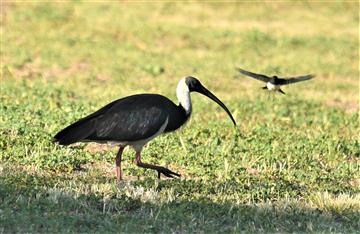 Straw-necked-Ibis-Willie-Wagtail- 28-11-2019-LT1_3034