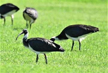 Straw-necked-Ibis-3-02-02-2020-LT1_368