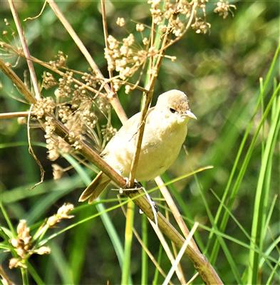 Australian-Reed-Warbler-(Juv)-24-01-2020-LT1_3577 (2)