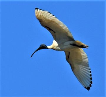 Australian-White-Ibis-24-10-2019-LT1_2637 (3)