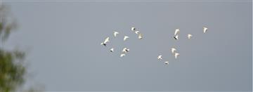 Little-Corella-Flock-LT1_3755-08-02-2020