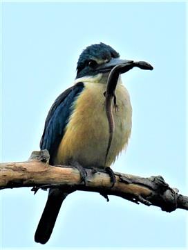 Sacred-Kingfisher with Skink-09-01-2020-LT1_3412