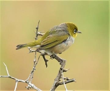 Silvereye-17-01-2020-LT1_3496 (2)