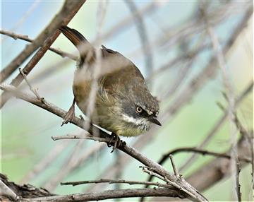 White-browed-Scub-wren-02-02-2020-LT1_3654