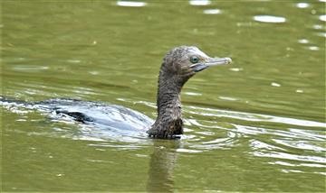 Little-Black-Cormorant-11-12-2019-LT1_3226 (2)