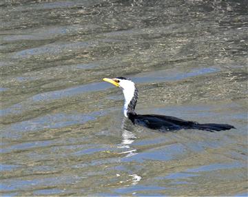 Little-Pied-Cormorant-22-07-2019-LT1_0462