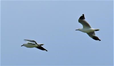 Silver-Gull-19-10-2019-LT1_2453