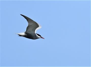 whiskered-Tern-107-12-2019-LT!_3184 (2)