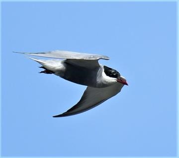 whiskered-Tern-107-12-2019-LT!_3185