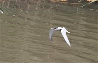 Whiskered-Tern-15-11-18