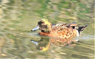 Chestnut-Teal-(M)-30-08-2019-LT1_1114