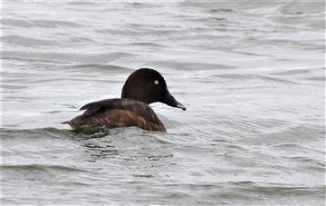 Hardhead-31-03-2019-W'town-Wetlands