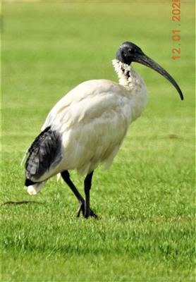 Australian-White-Ibis-12-01-2020-Veronica-DSCN1856