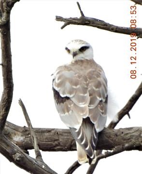 Black-shouldered-Kite-08-12-2019-Veronica-DSCN1109