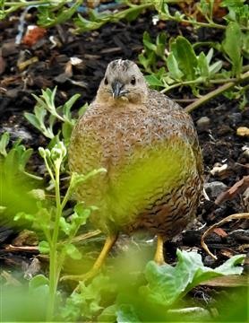 Brown-Quail-26-11-2019-Veronica-DSCN0945