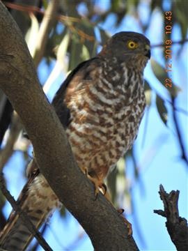 Collard-Sparrowhawk-12-12-2019-Veronica-DSCN1492