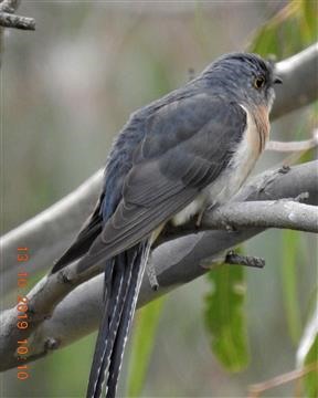 Fan-tailed-Cuckoo-13-10-2019-Veronica-DSCN0128