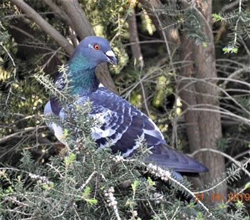 Rock-Dove-31-10-2019-Veronica-DSCN0510