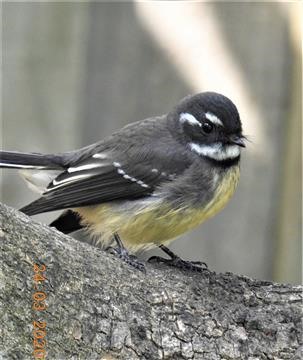 Grey-Fantail-24-03-2020-Veronica-DSCN2491