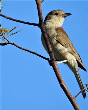 Grey-Shrike-Thrush-24-11-2019-Veronica-DSCN0889