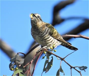 Horsfield's-Bronze-Cuckoo-27-10-2019-Veronica-DSCN0346