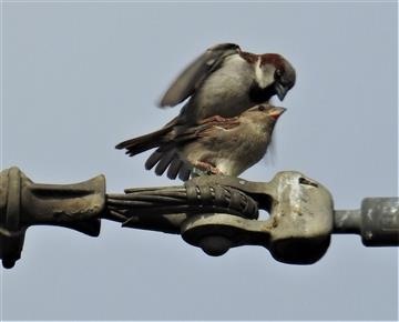 House-Sparrow-(M & F)-24-11-2019-Veronica-DSCN0900