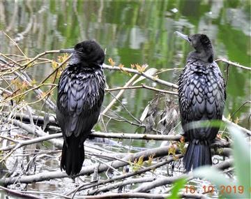 Little-Black-Cormorant-15-10-2019-Veronica-DSCN0174