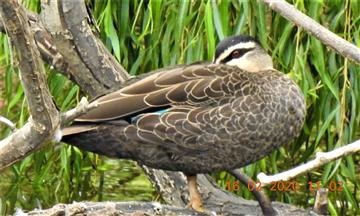 Pacific-Black-Duck-16-02-2020-Veronica-DSCN2146